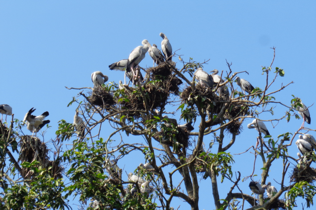 Some pelicans making nests