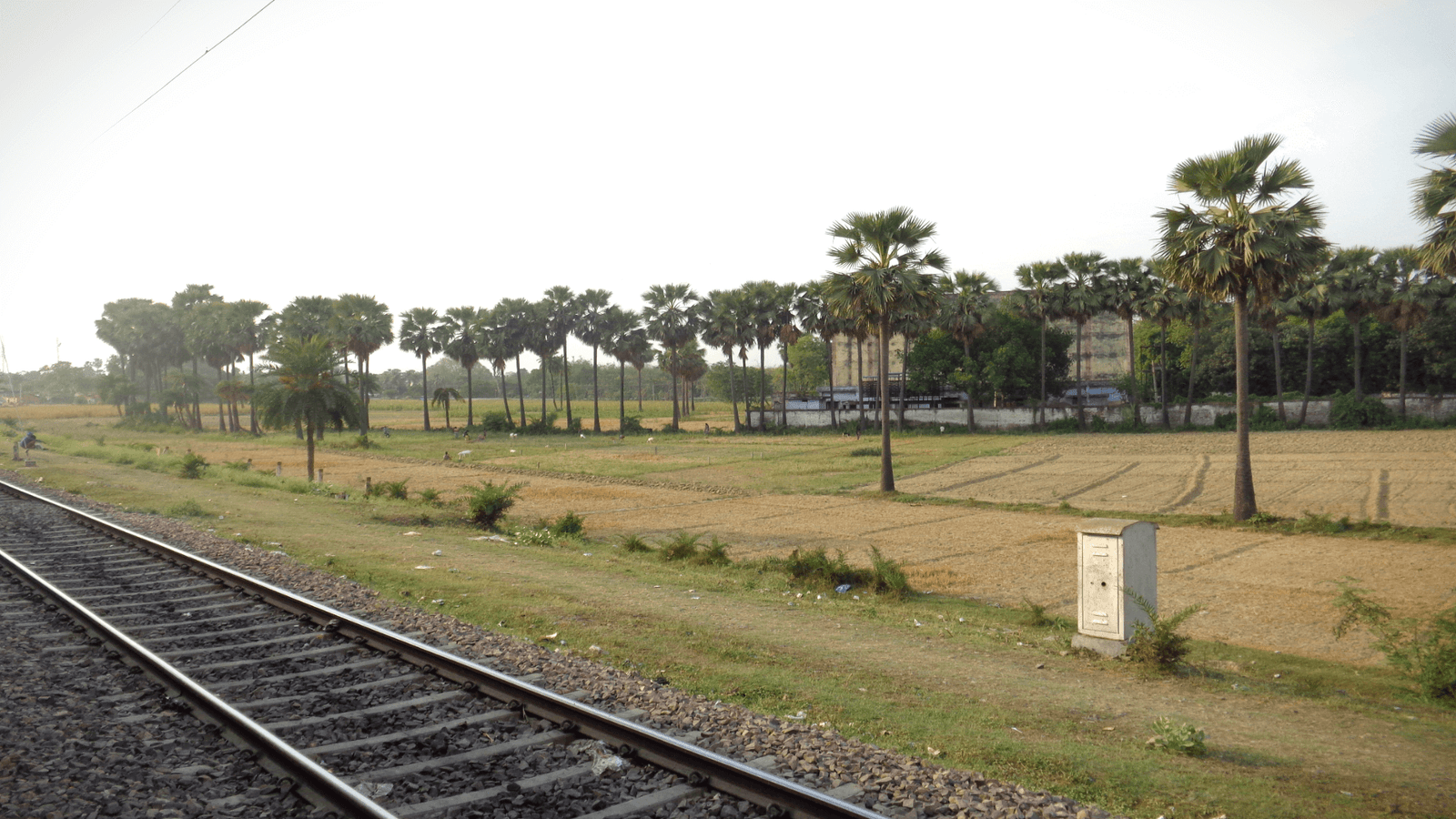 A railway track and wheat field with Taal trees